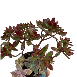 Succulent Plant Gifts | Personalised Coffee Mug